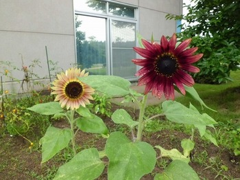 t2015.8.25 1.jpg